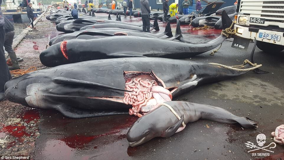 Shocking Pictures Show Mass Slaughter Of Dolphins And Whales In The Faroe Islands