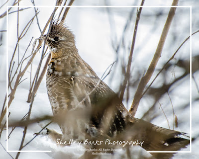 Ruffed Grouse running in the old orchard.  © Shelley Banks, 2016. All Rights Reserved. 