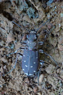 Cicindèle à douze points - Cicindela duodecimguttata