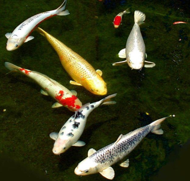 PLANET ANIMALS 2012 Koi  Fish 