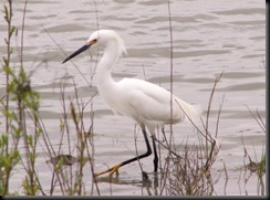 Snowy Egret, Crane Creek, 23 Apr 06-2