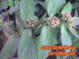 Ara Tanah (Euphorbia hirta)  Jualan Benih dan Koleksi 