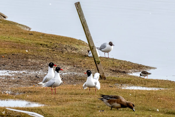 Mediterranean gull