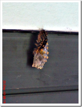 caterpillar turn into chrysalis 05