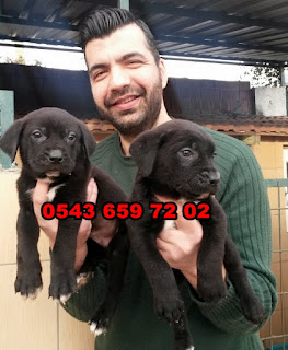 satılık cane corso yavruları antalya, antalyadan satılık cane corso yavruları, cane corso ilanları, sahibinden satılık cane corso yavruları antalya , cane corso yavruları fiyatları, satılık cane corso yavrusu fiyatları, cane corso yavru bakımı, cane corso yavru fiyatı, cane corso yavru fiyatları, cane corso yavru nasıl beslenir, cane corso yavru beslenmesi, cane corso yavru özellikleri, cane corso yavru eğitimi, cane corso satılık yavru, cane corso satılık yavru antalya, italyan mastiff cane corso yavruları satılık,