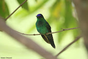 BeijaflordefrontevioletaThalurania glaucopisVioletcapped . (beija flor violeta)