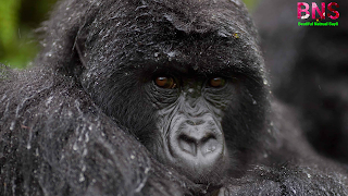 Gorilla animals HD wallpaper picture images mobile