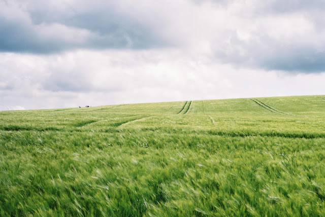 Crop Production and Management