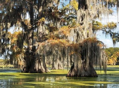 [Image: danau_caddo_02.jpg]