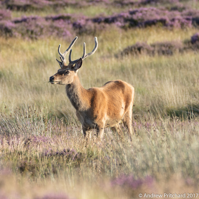 A stag is chewing grass and peering across the moor.