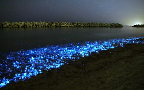 Fenomena bioluminesensi