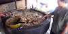 WATCH: China Uses Gutter Oil From Recycled Sewage as Cooking Oil