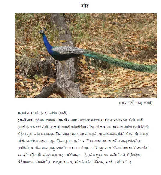 peacock Mor bird information in marathi