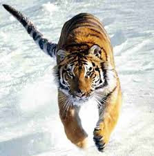 Best Latest HD tiger beautiful photos images pic wallpaper free download 31