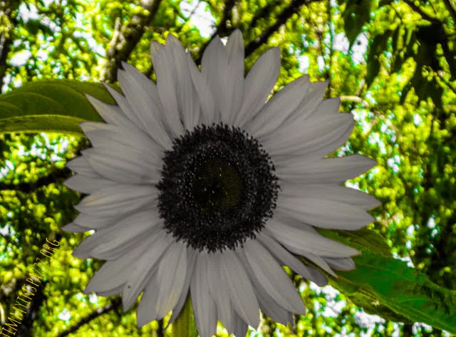 Green pigment only on photograph of sunflower with sky background