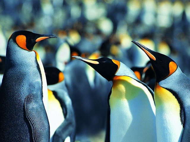 Download Hd Penguin Images backgrounds 1024x764