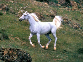 the real unicorn