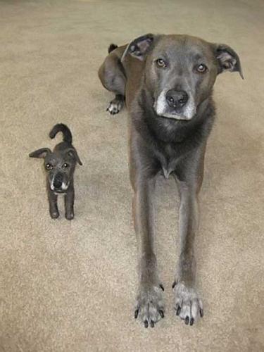 Dogs with their small versions