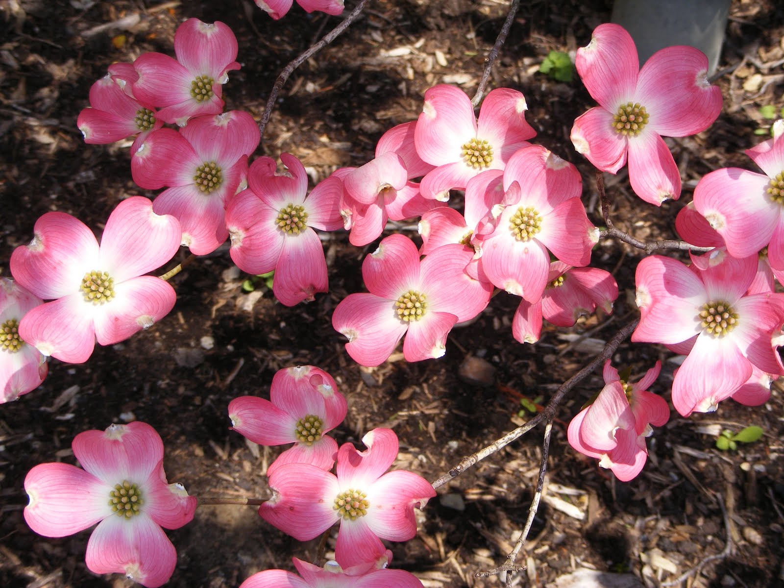 Dogwood Tree Blooms