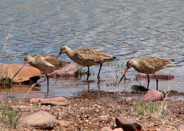 Greeters at campsite