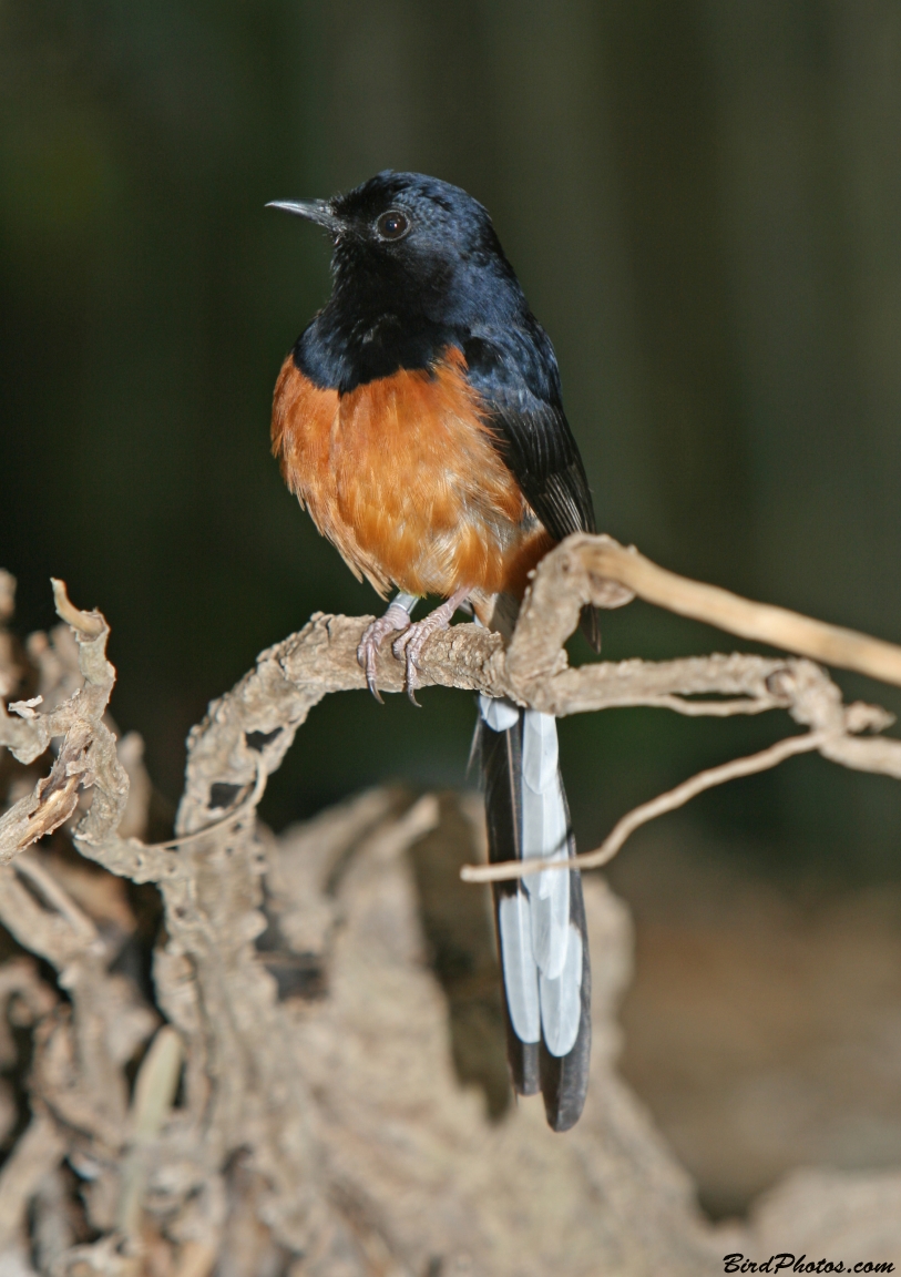 Burung Murai Batu - White Rumped Shama (Copsychus Malabaricus) - Ryan Maigan Birds