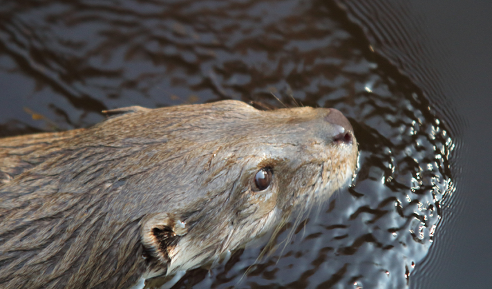 How Long Can Otters Hold Their Breath?