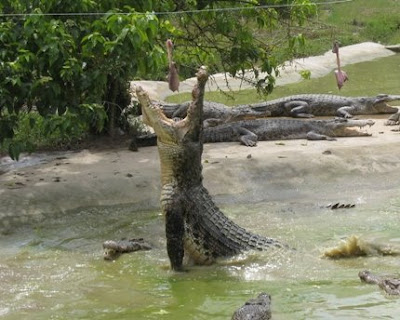 Feeding time at Jong's Crocodile Farm
