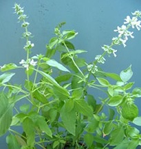 pohon-kemangi