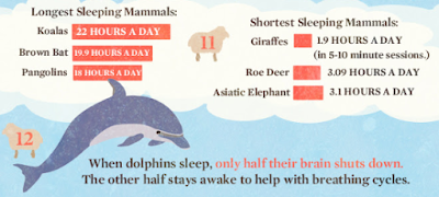 interesting-facts-about-sleep-you-must-know