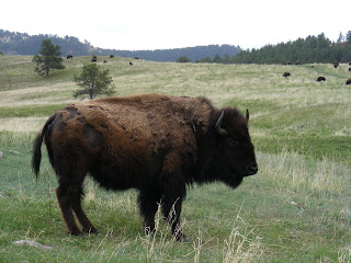 Buffalo at Custer State Park