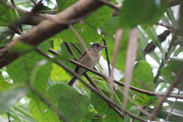 Brown-breasted Flycatcher