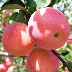 Bibit Pohon Apel Pink Sangat Cocok Untuk Koleksi Kebun