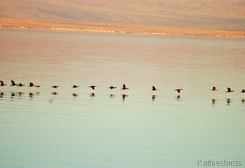 7. cormorants-kab