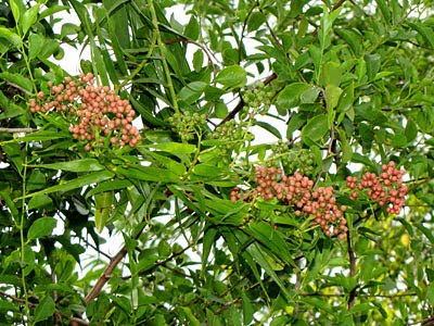 Rotan Tikus (Flagellaria indica)