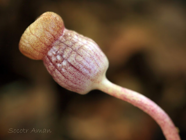 Asarum blumei