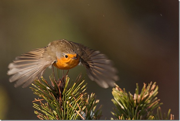 better-bird-photography-8