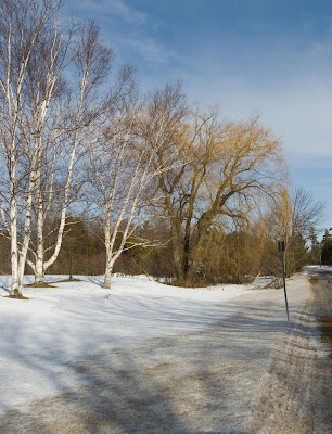 Winter birch trees and a large will with a snow-covered base and blue sky.