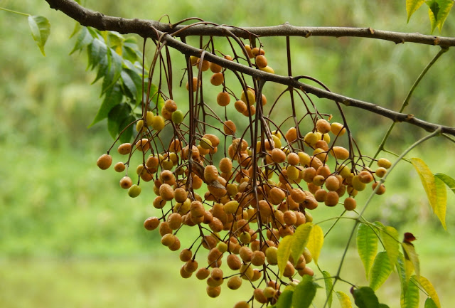 cacho de frutos maduros do cinamomo