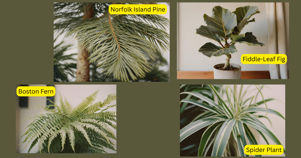 Boston Fern Spider Plant Norfolk Island Pine Fiddle-Leaf Fig