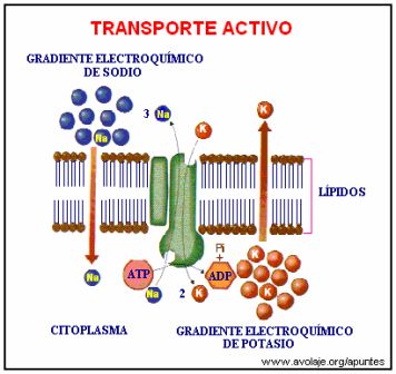 Resultado de imagen para TRANSPORTE EN UNICELULARES