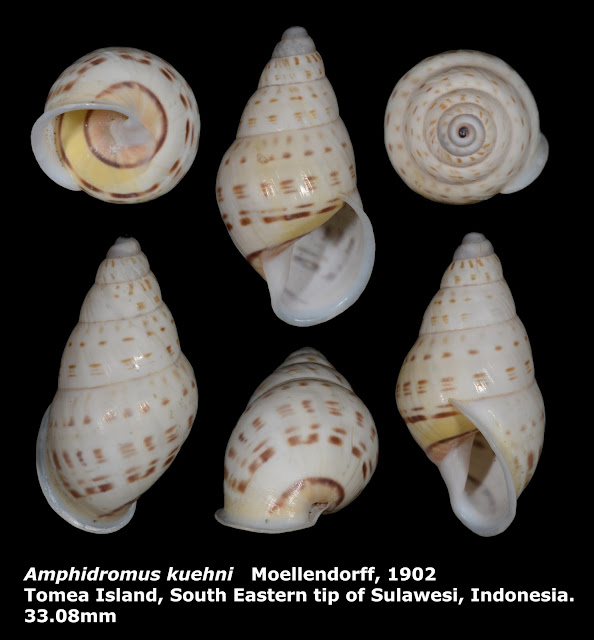 Amphidromus kuehni 33.08mm