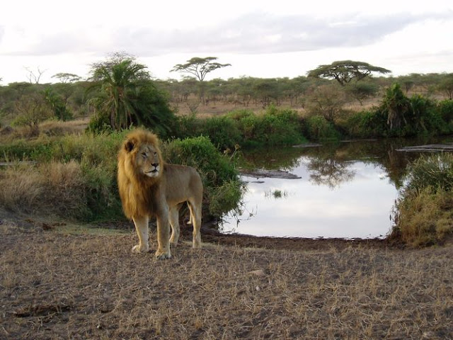 lion,lioness,world class animal,white lion,funny lion,lion kissing,cub,mammalia,animalia,chordata,leo,sleeping lion,lion hunting,dangerous animal