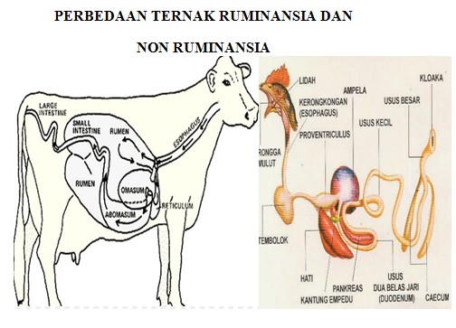 PERBEDAAN TERNAK RUMINANSIA DAN NON RUMINANSIA UNGGAS 