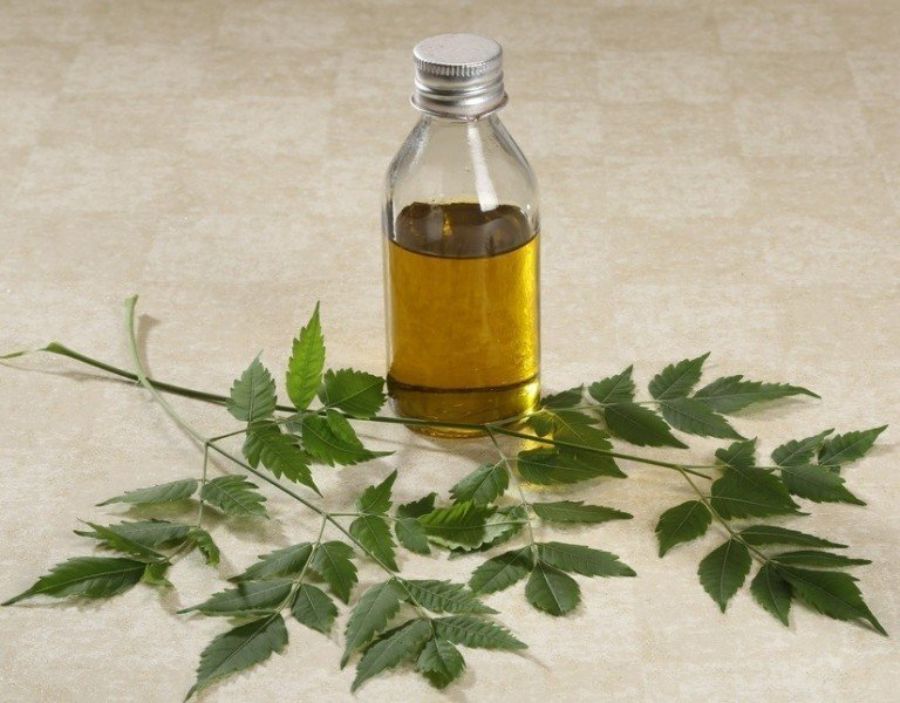 Dầu neem đã được sử dụng từ hàng ngàn năm và không gây bất kỳ tác dụng phụ bất lợi nào