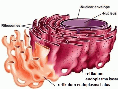 Struktur Retikulum Endoplasma