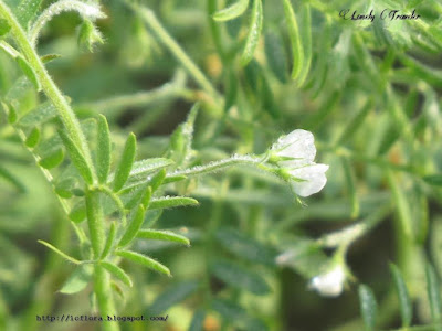 Chickpea, Cicer arietinum, Bangladesh, Fabaceae