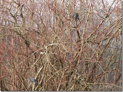 Steller's in the bushes