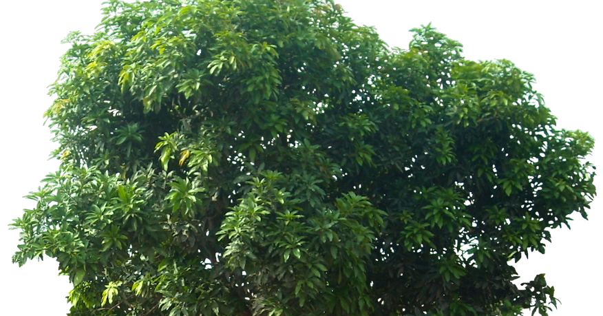 Gambar PNG Pohon Mangga MIDE studio