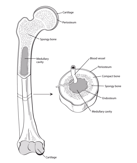 What Is Bone Cancer?- Health Care Solutions 