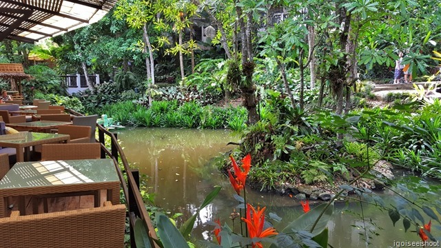 Pakasai resort - breakfast is at a restaurant by a pond teeming with ever hungry Tilapia fish.